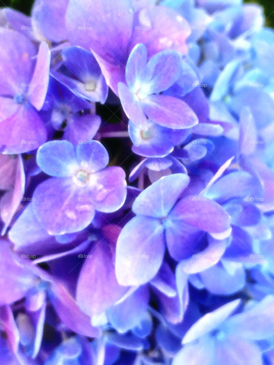 Blue purple flowers