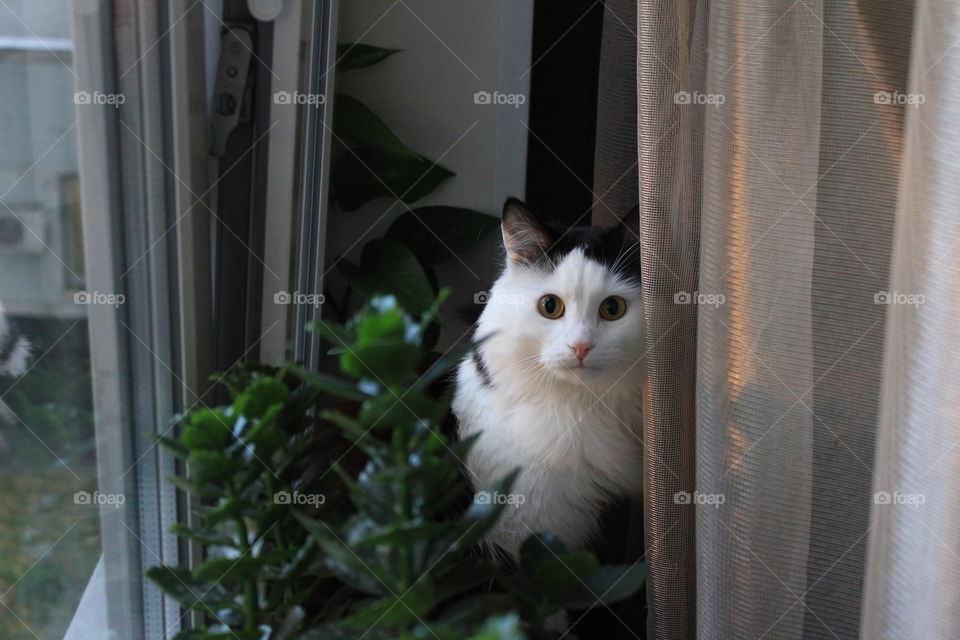 My favorite pet on the windowsill.