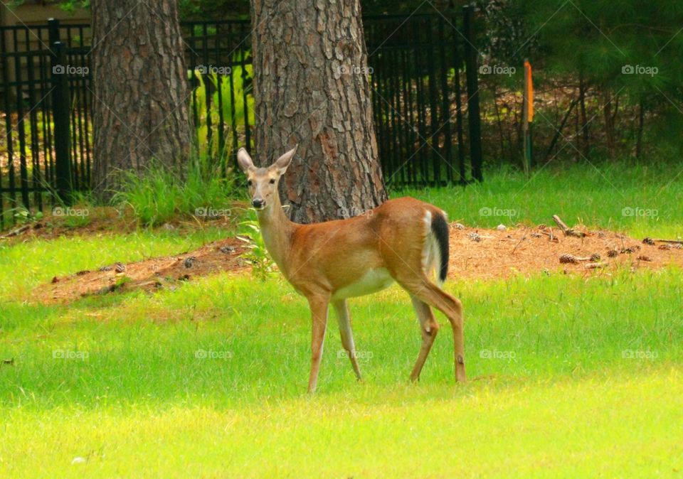 South Carolina Deer 6