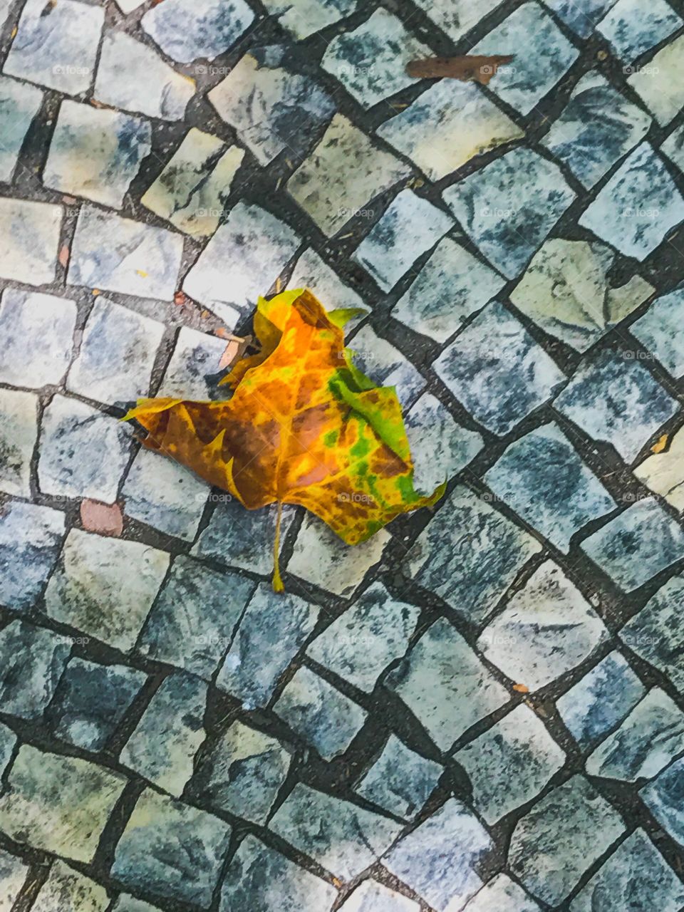 Leaf on textured stone - Textures of the World Mission