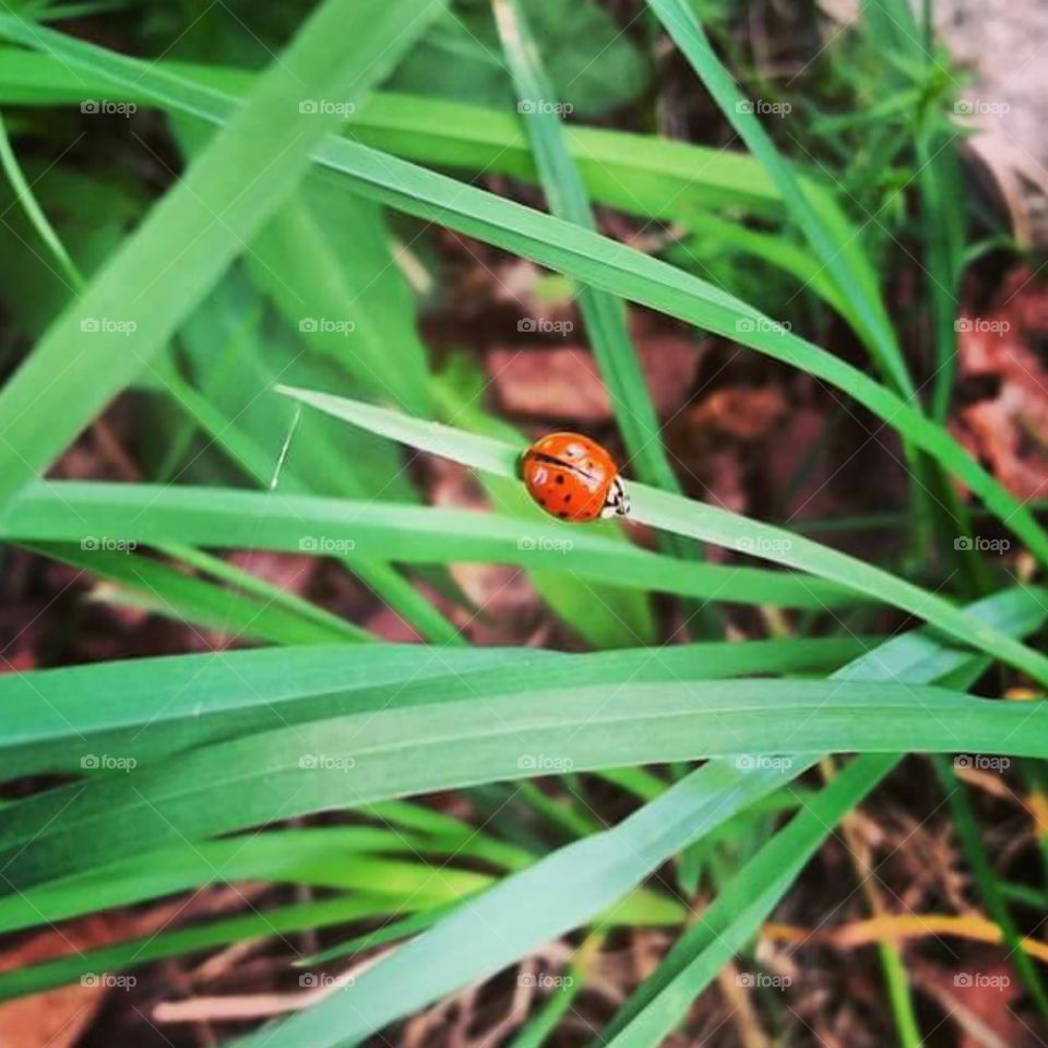 Hello ladybug