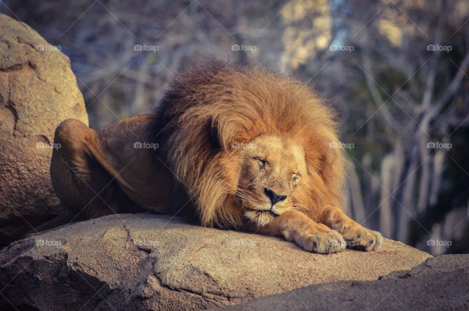 Close-up of lion sleeping on rock