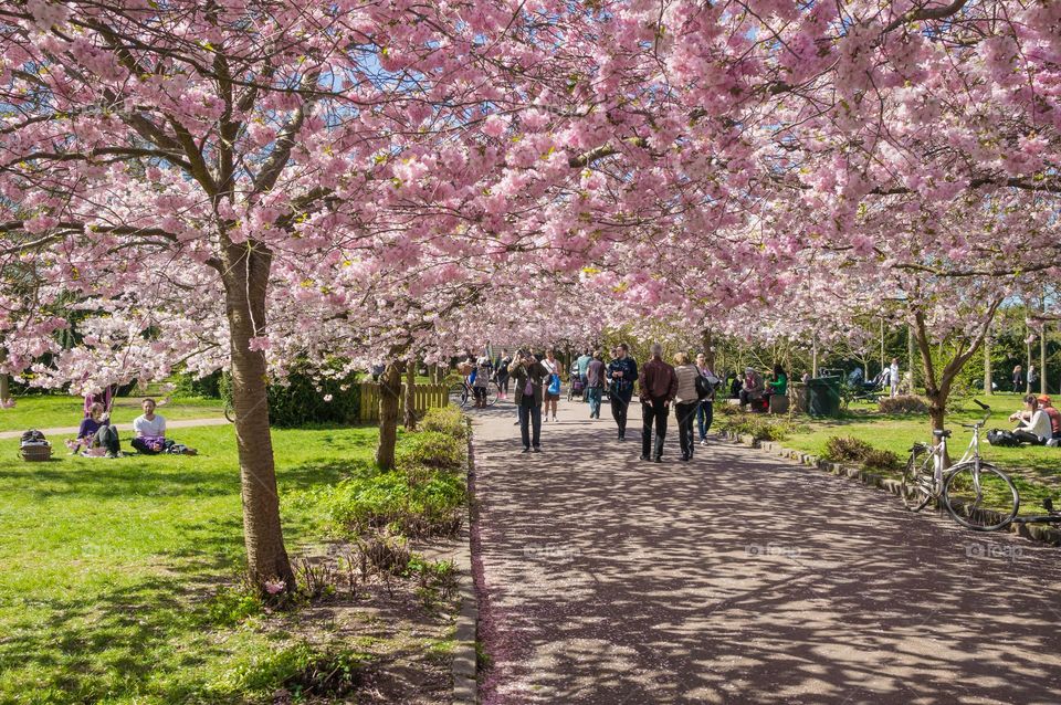 Pink park