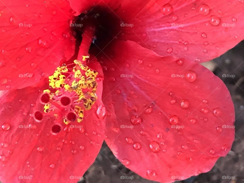 Beautiful red flower with droplets 