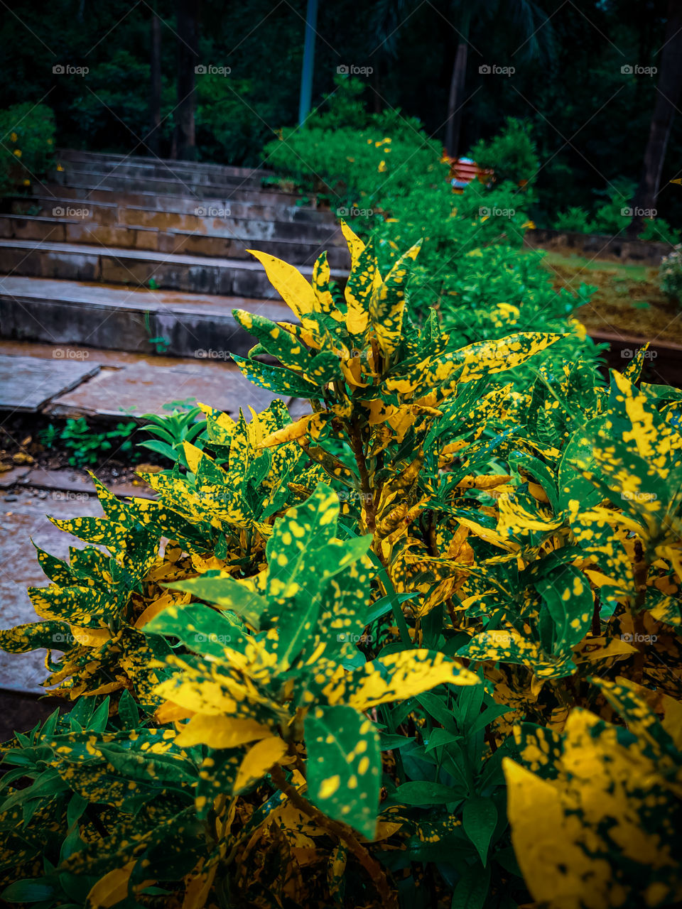 pls purchased the image because i am ergency of money