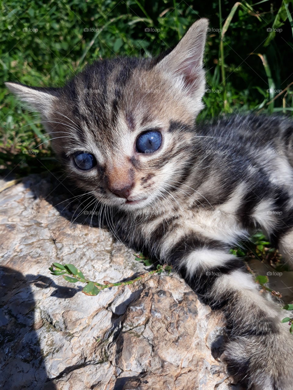 Blue eyed baby cat