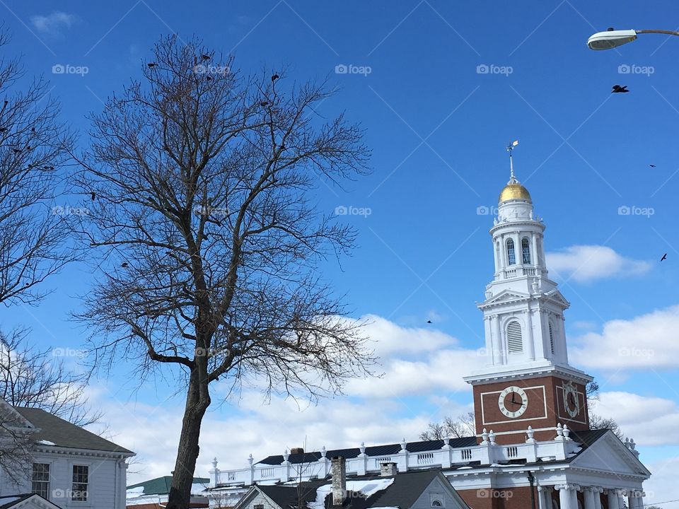 Birds, tree, and a church