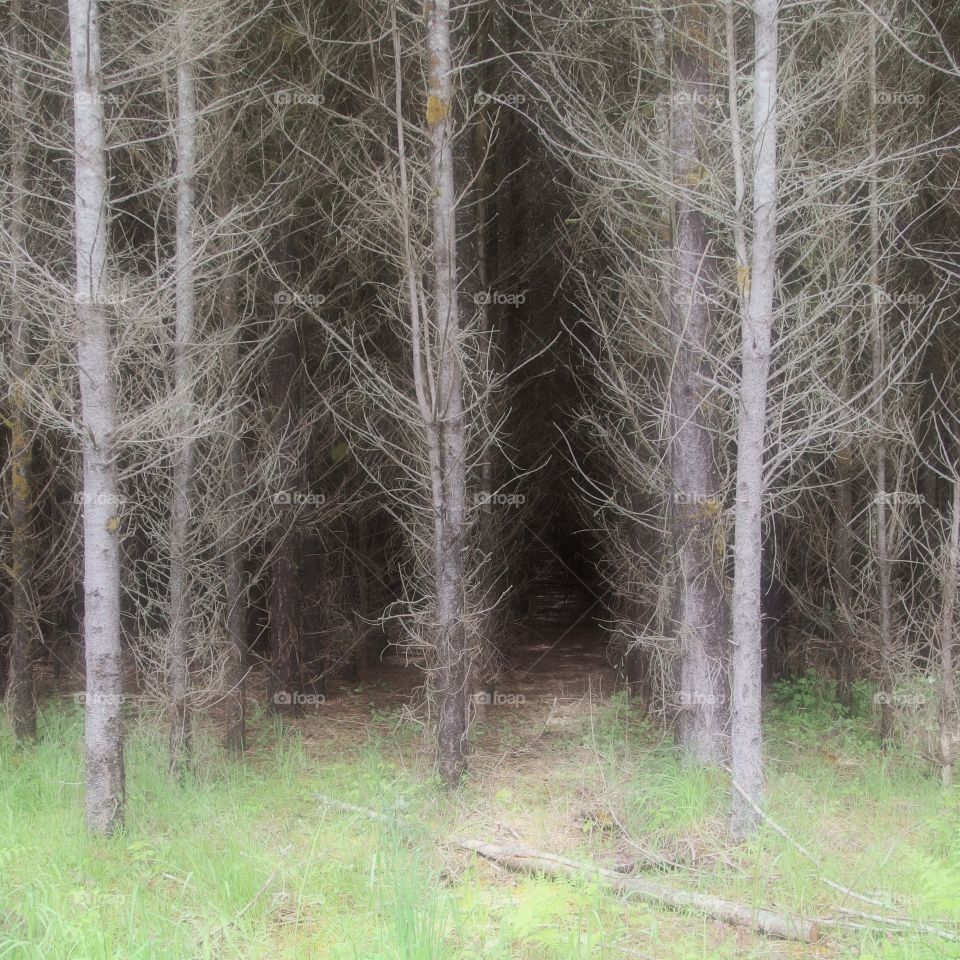 Eerie atmosphere amongst rows of trees in the grasses on the edge of a forest and agricultural land on a spring day in Western Oregon. 