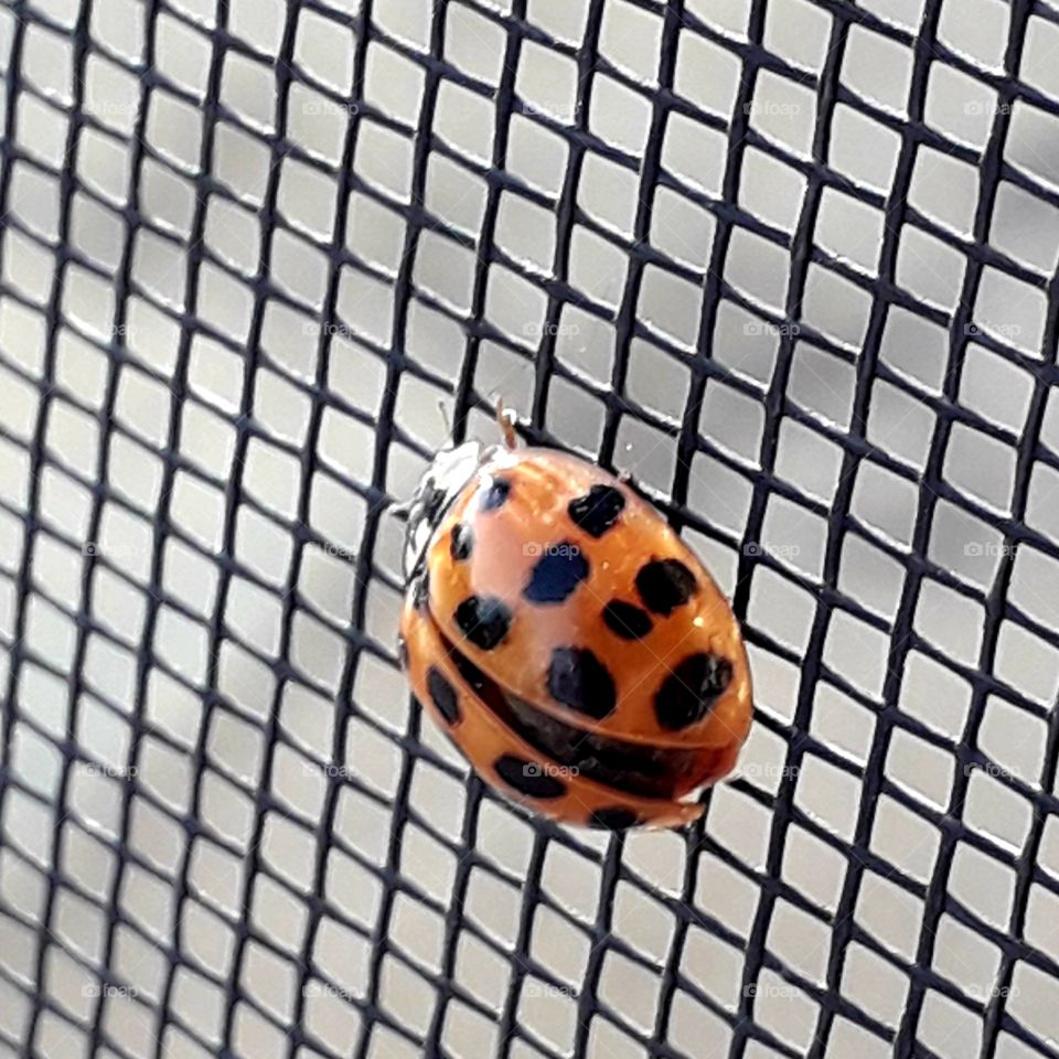 red ladybug on a mosquito net