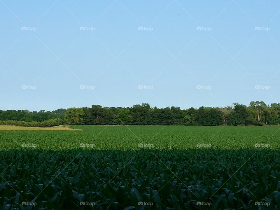 corn field.