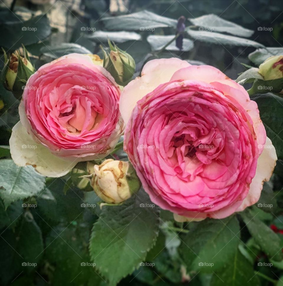 Family roses