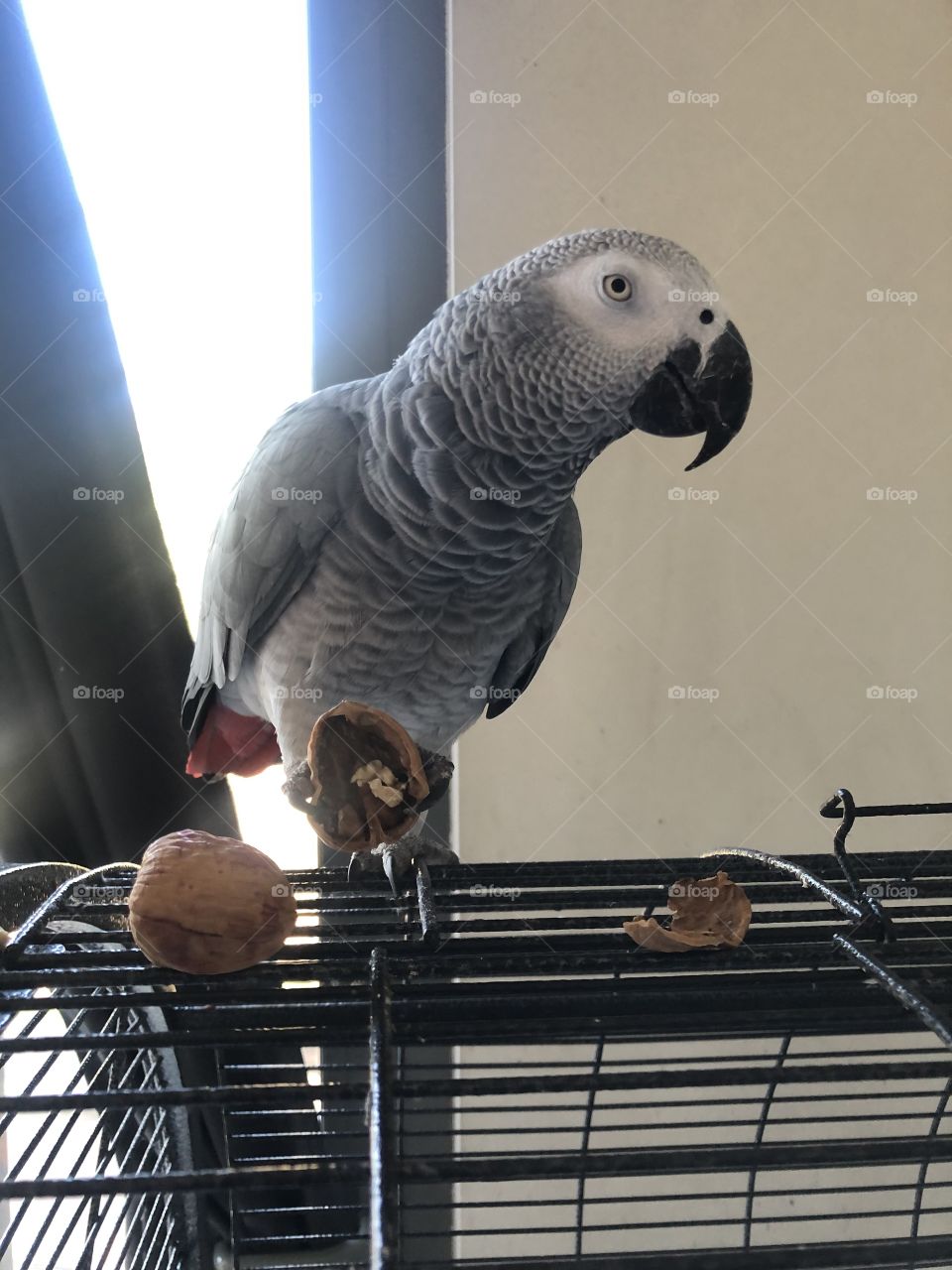 African Grey Parrot breaking a walnut 