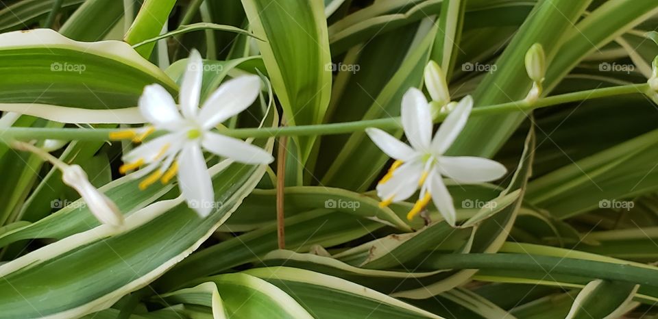 tiny white flowers