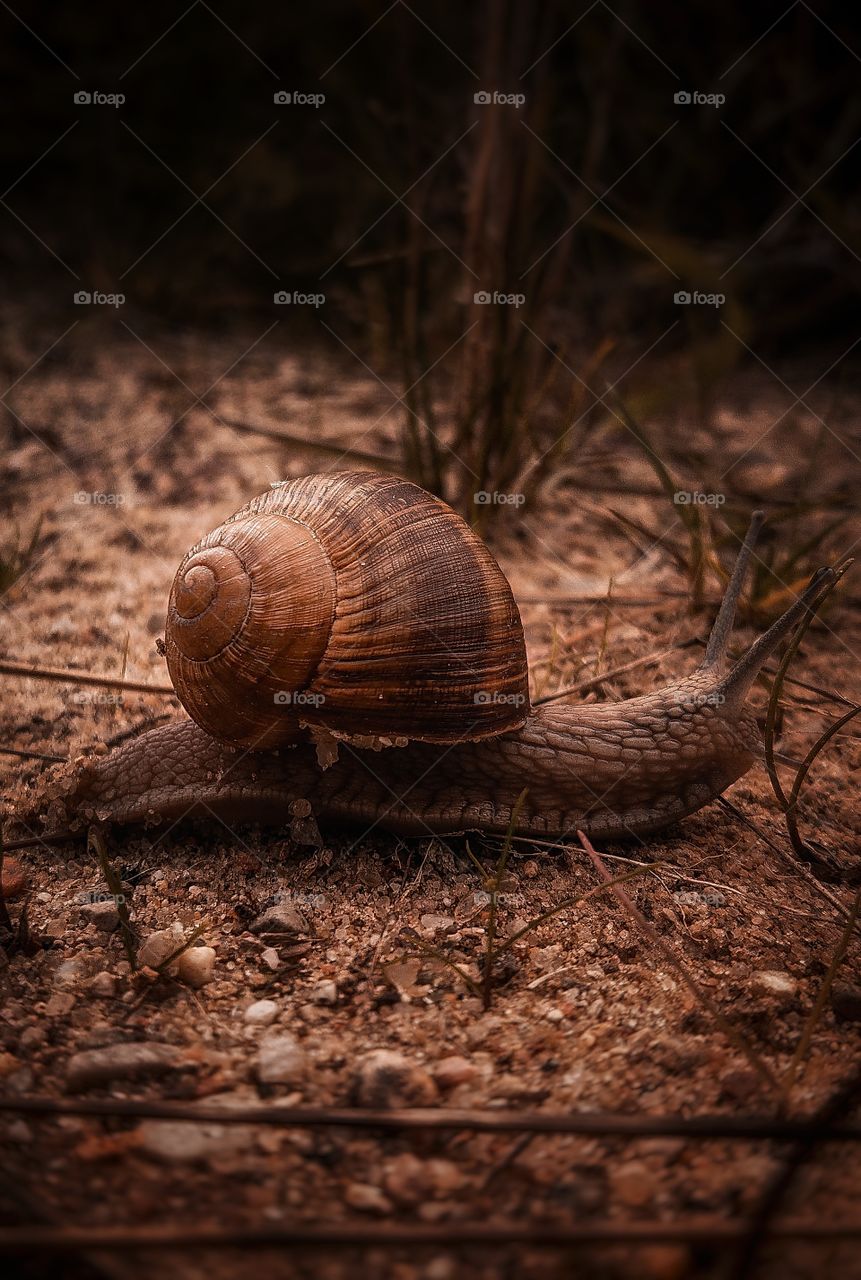 Snail