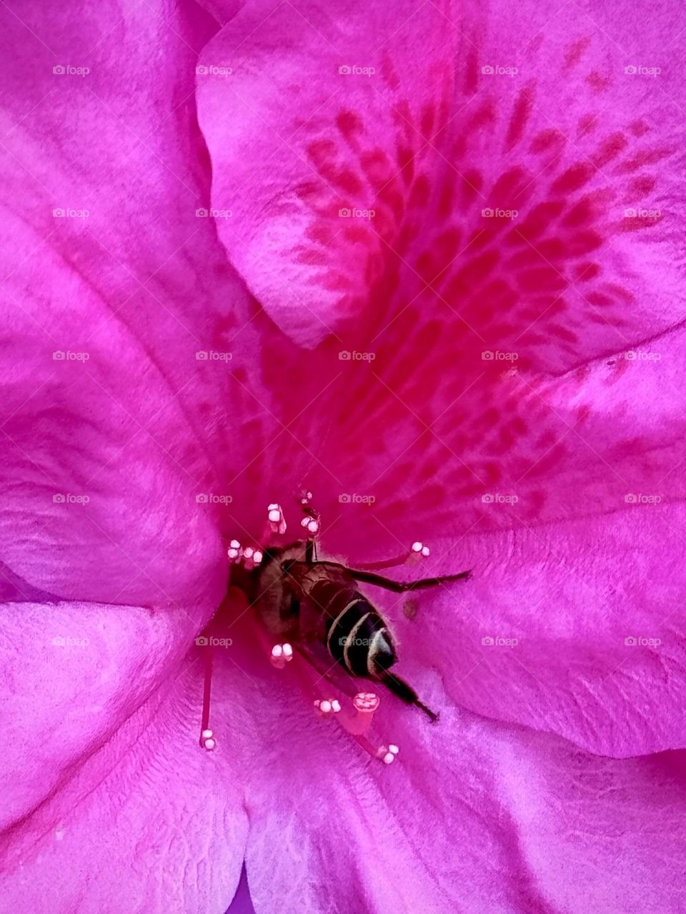Busy bee collecting nectar 