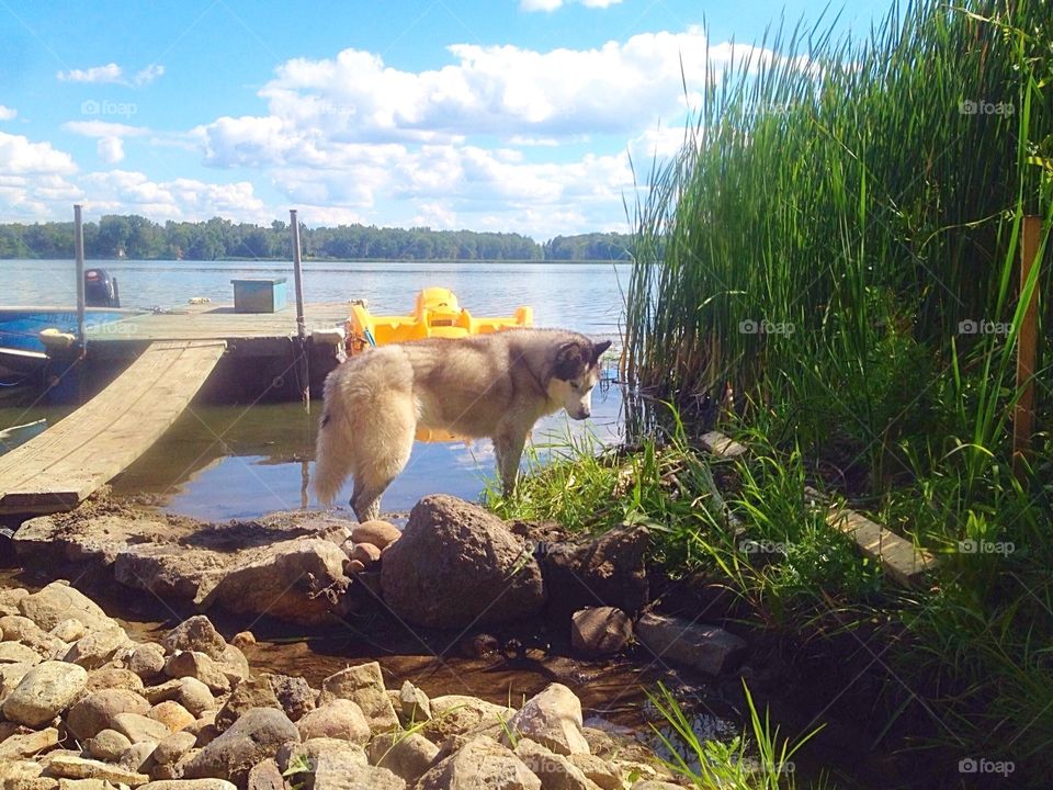 Siberian Husky by the lake