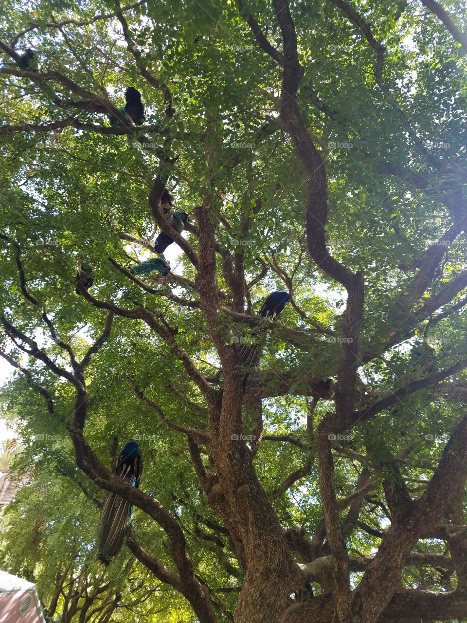 family of peacocka per hed in massive oak tree