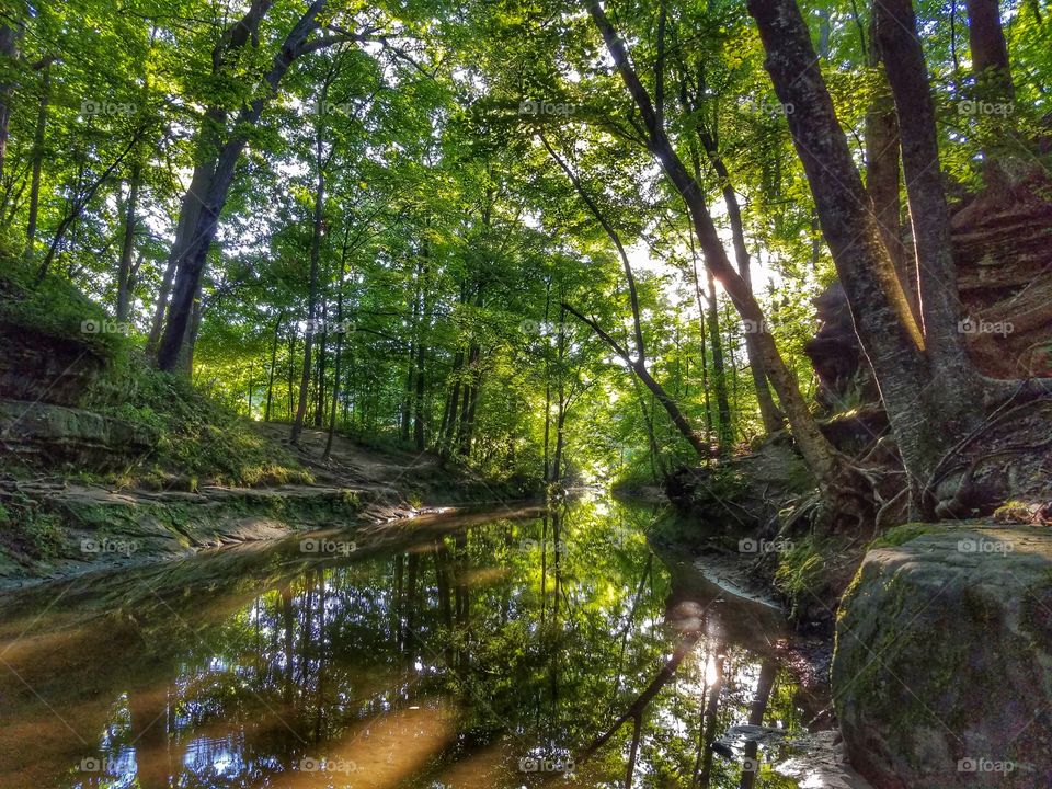 Trees reflecting on stream in forest