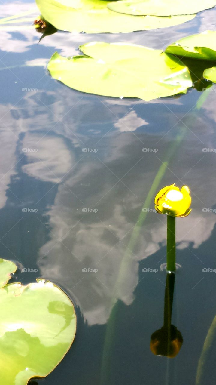 Yellow Flower Pond