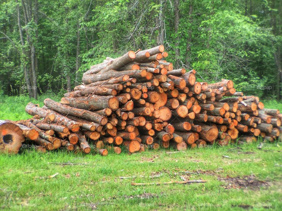 Timber Pile in the Forest