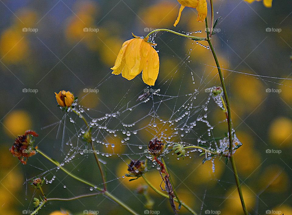 First signs of autumn - A yellow flower dips it’s head facing a cobweb lined with diamond shaped dew drops 