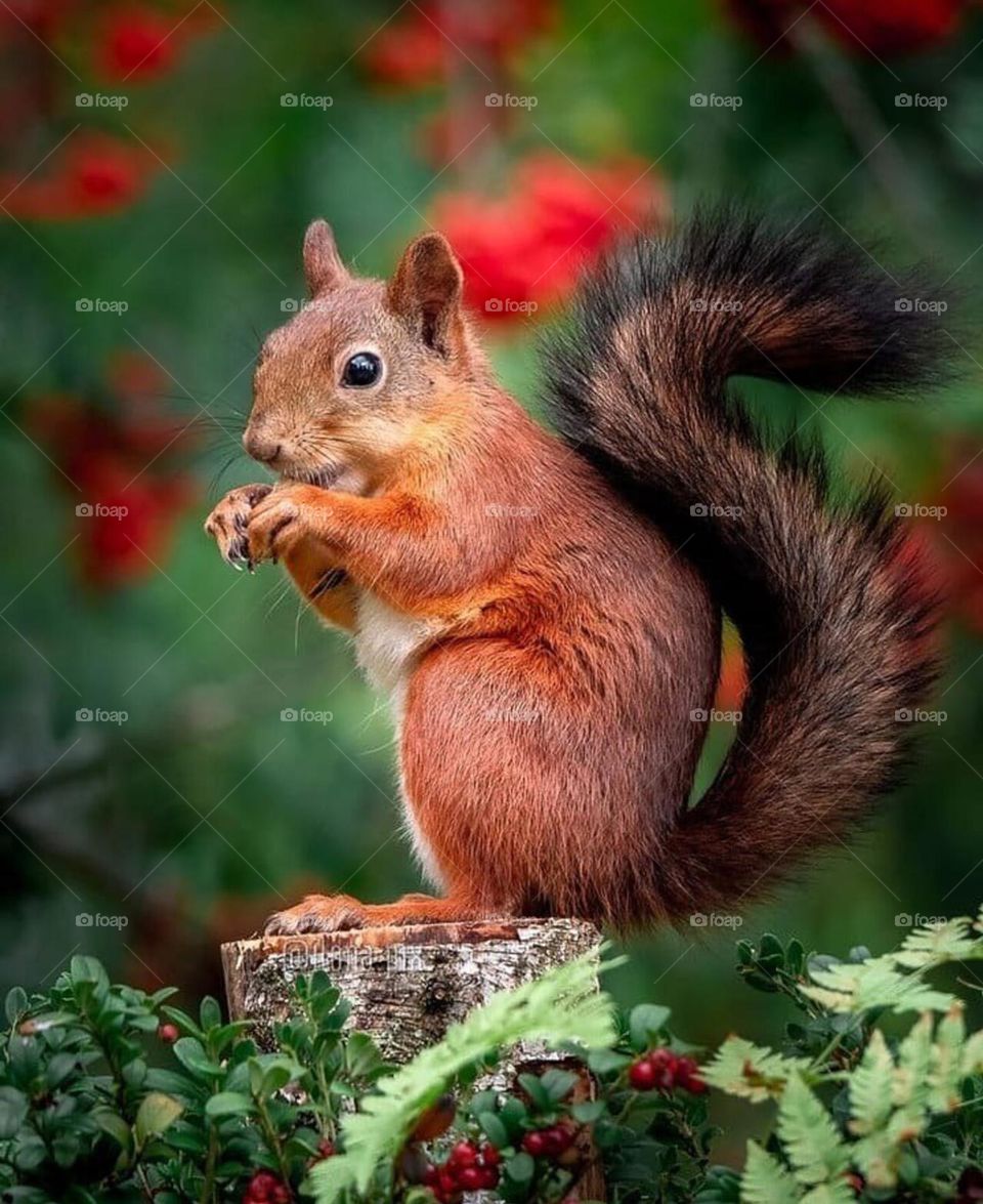 🥰 Cute Squirrel 🐿️
