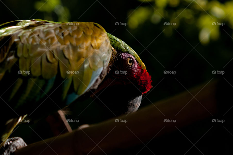 Macaw 