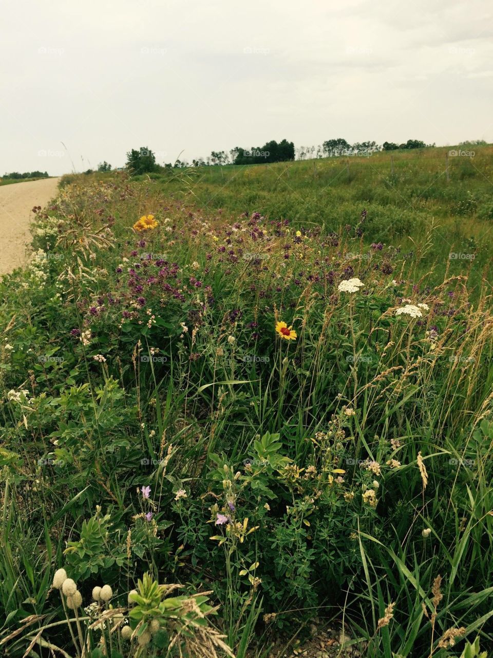 Ditch of wild flowers 