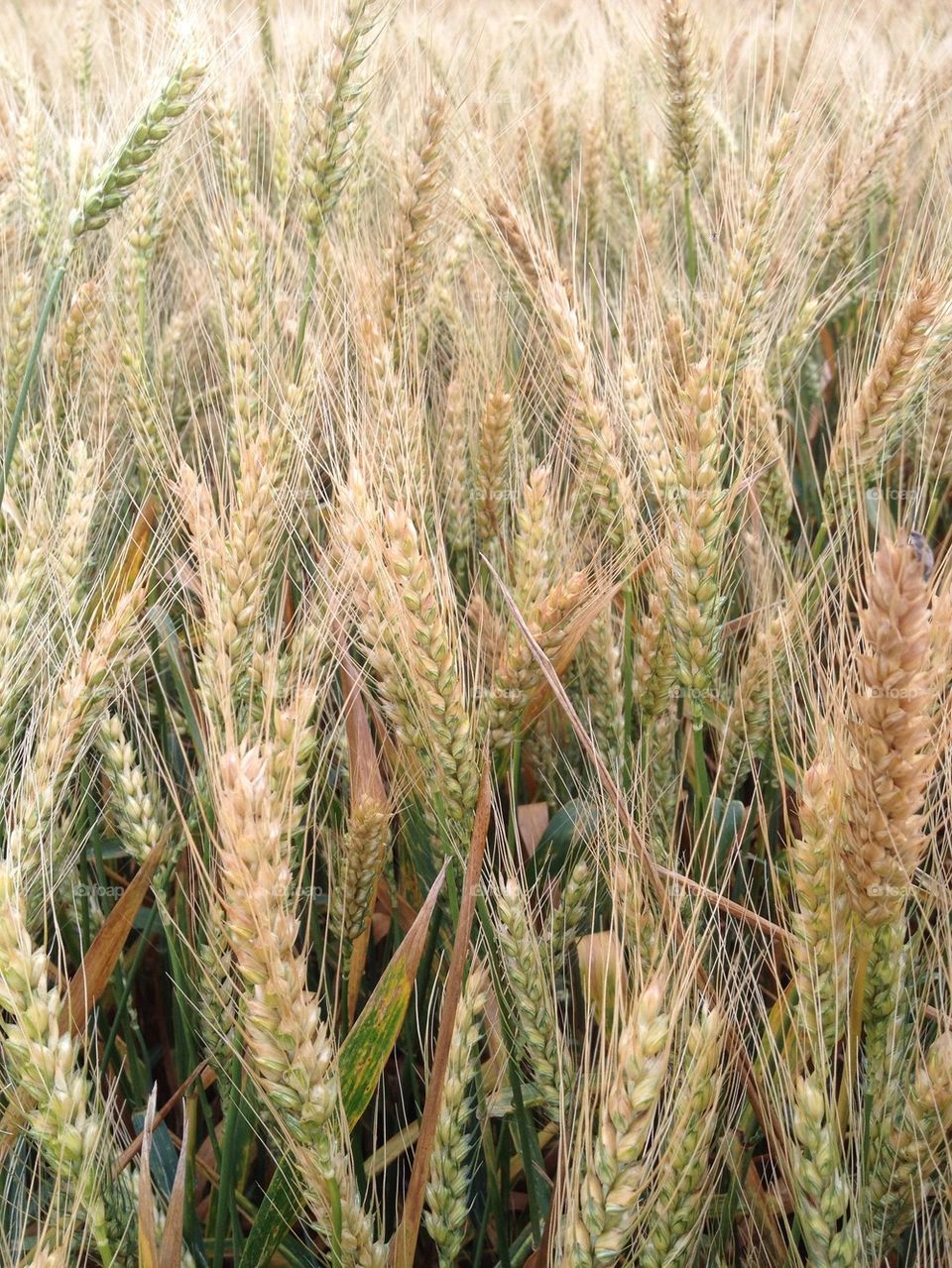 Close-up of barley grass