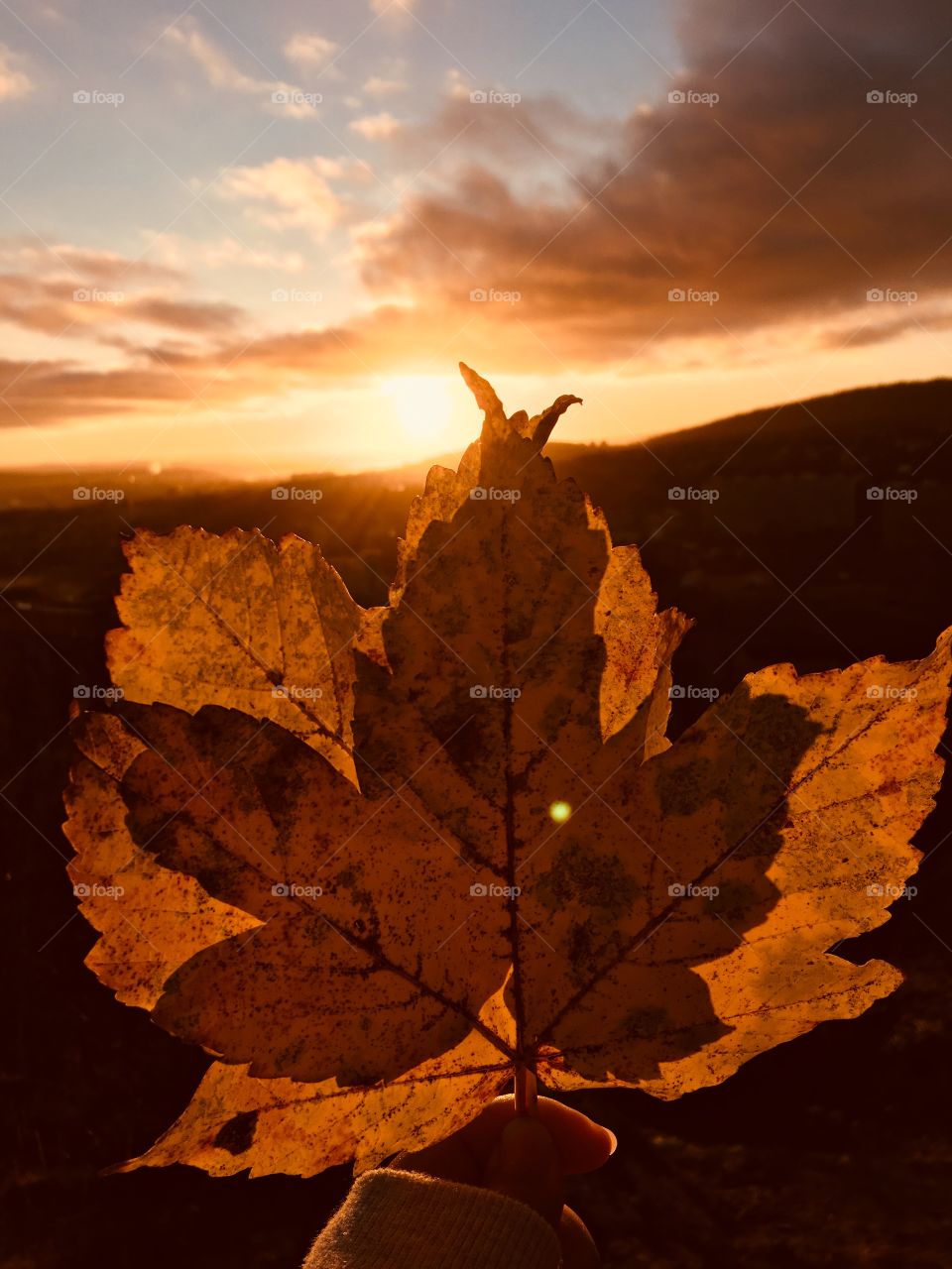 Sunset and maple leaf