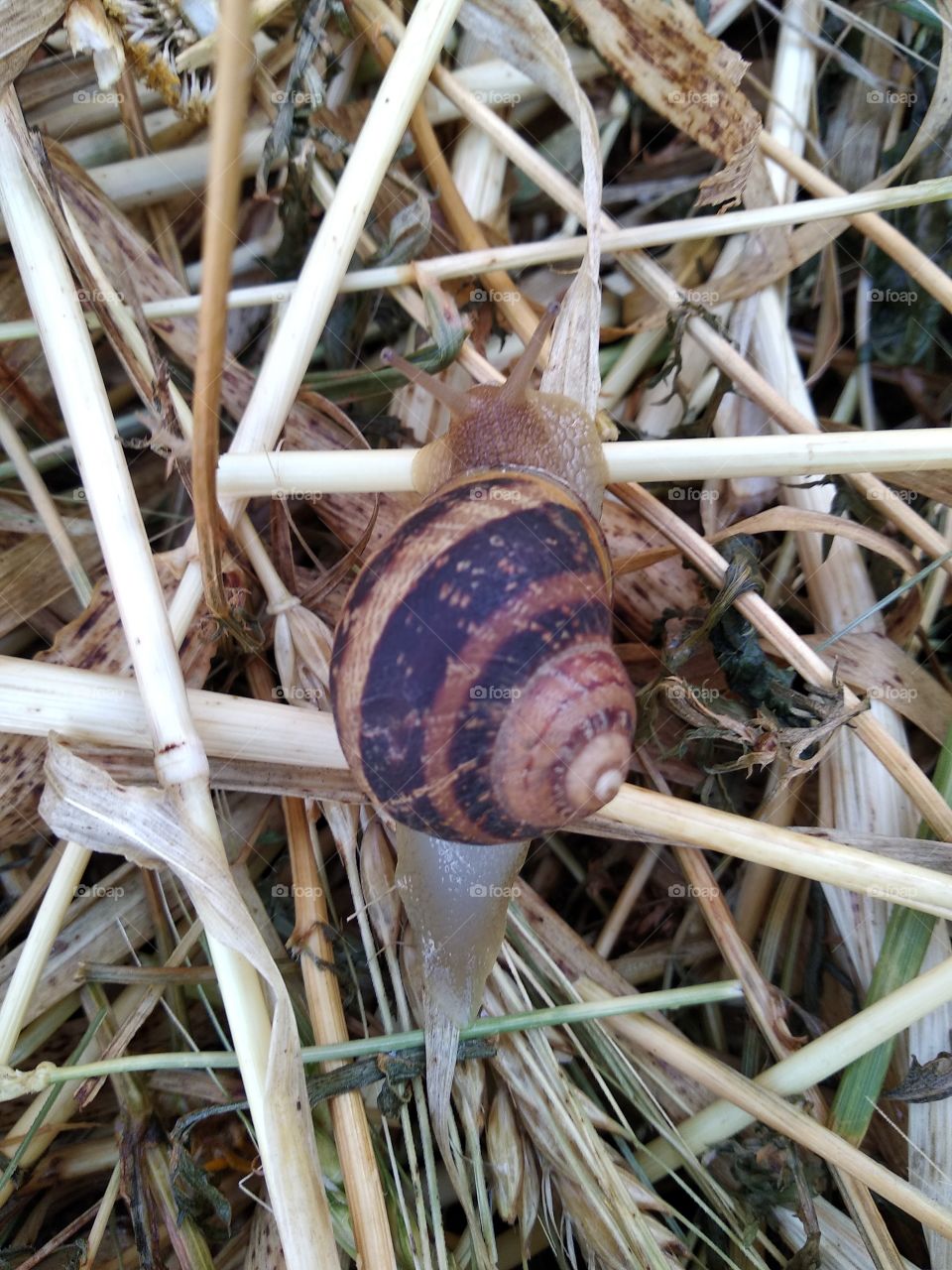 Snail