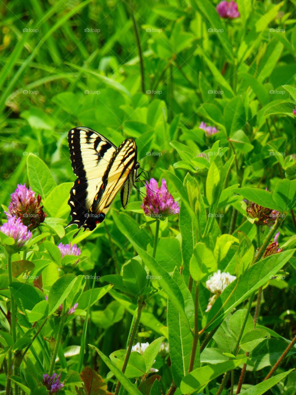 Butterfly in a field 8