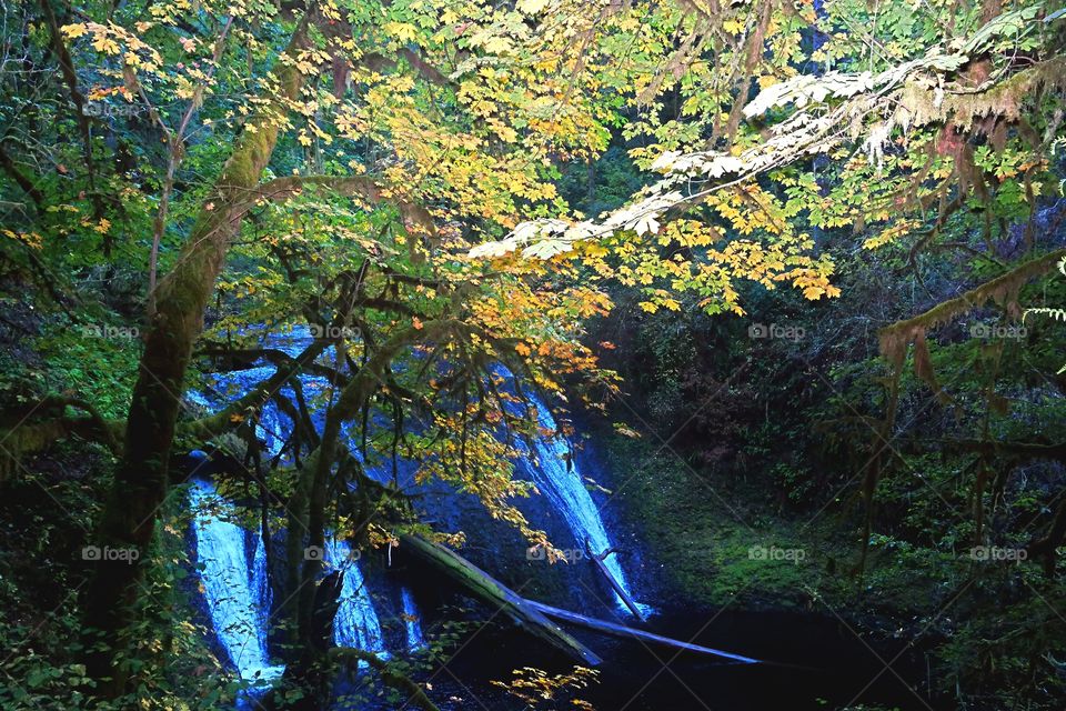 silver falls park