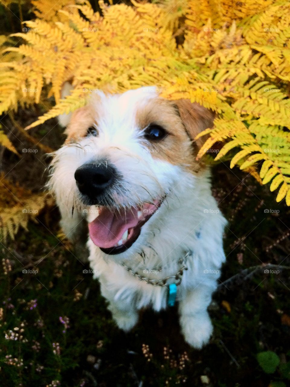 Autumn dog