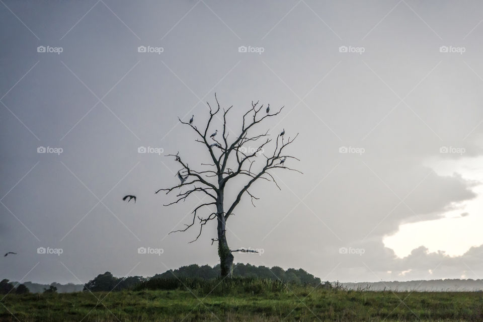 bird tree