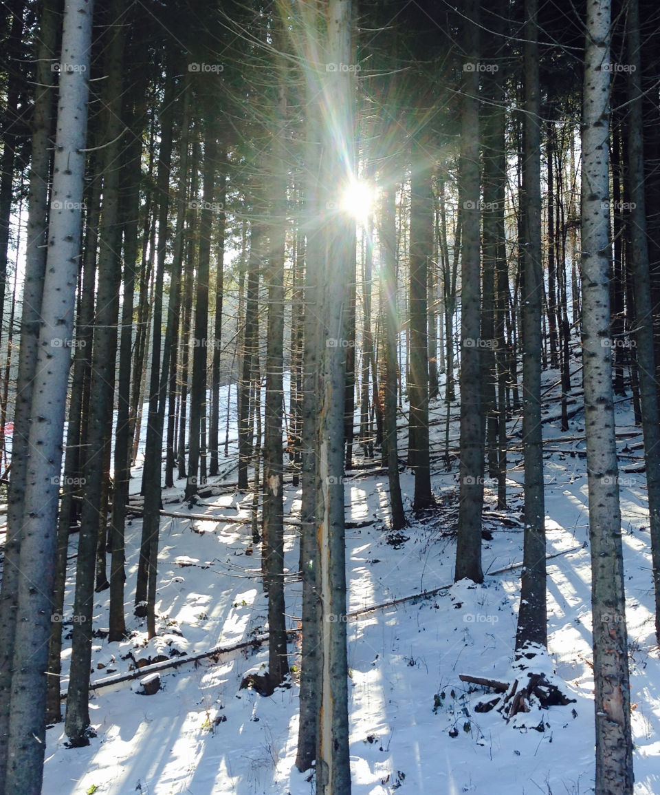 Sunlight passing through tree trunk in the forest