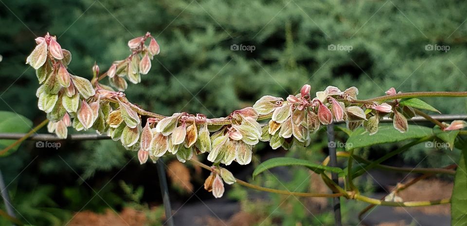 Flowering Branch of a Tree