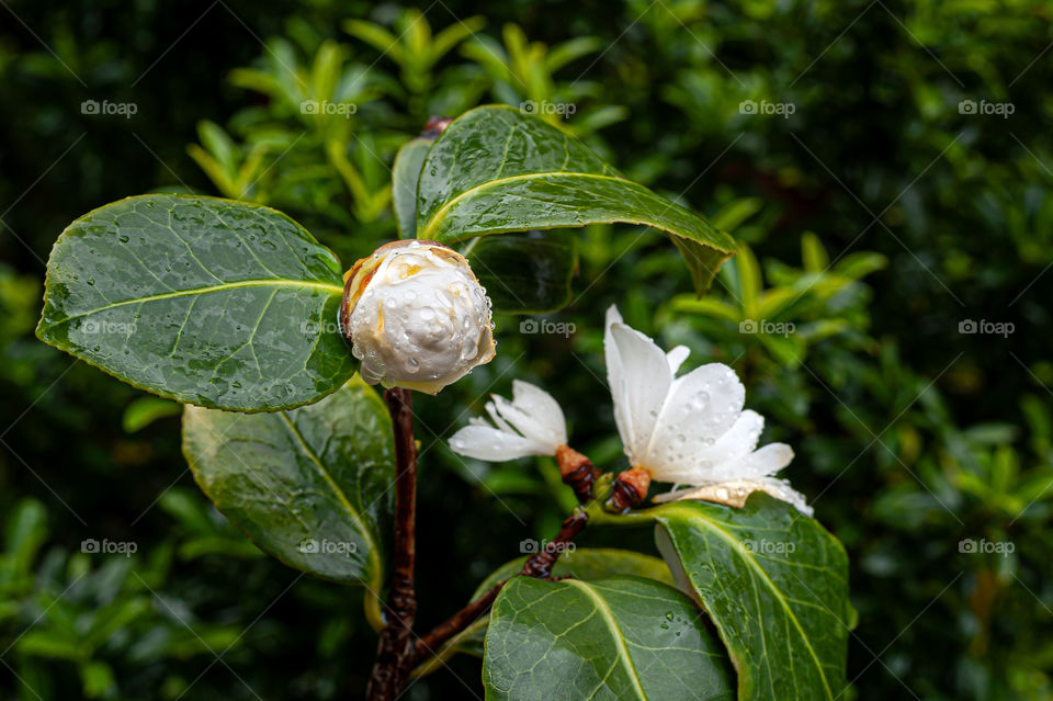 Blooming Camellia Japonica White against a background of blurry green leaves. Rainy day.