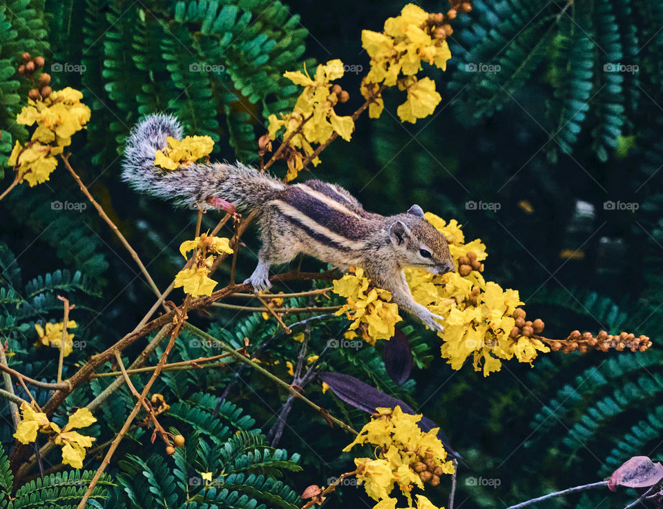 Animal photography - Indian palm squirrel