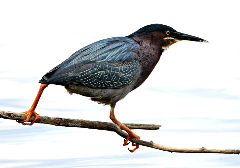 Green Heron