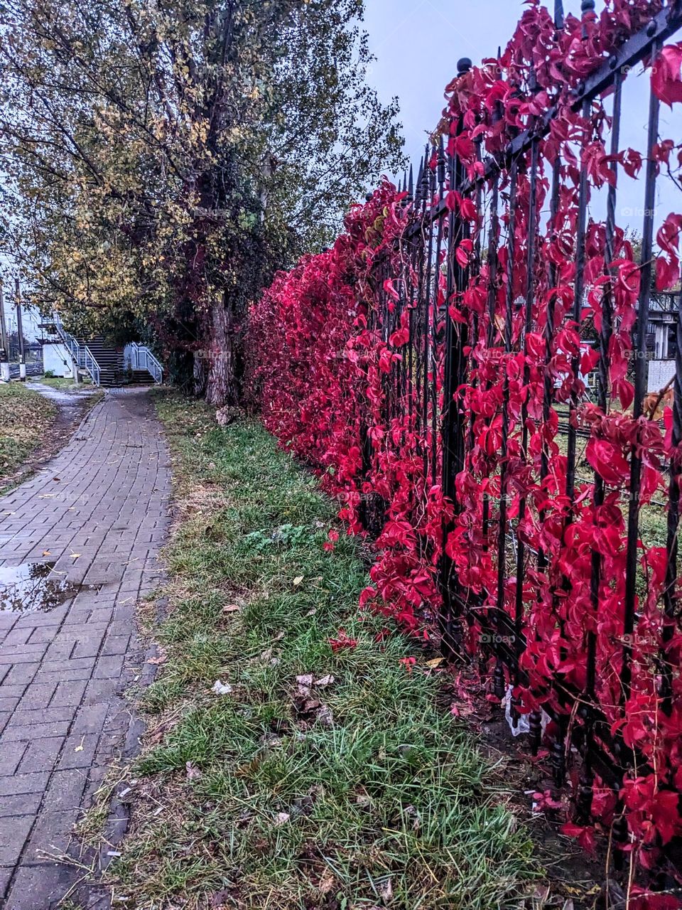 Bright red leaves of grape