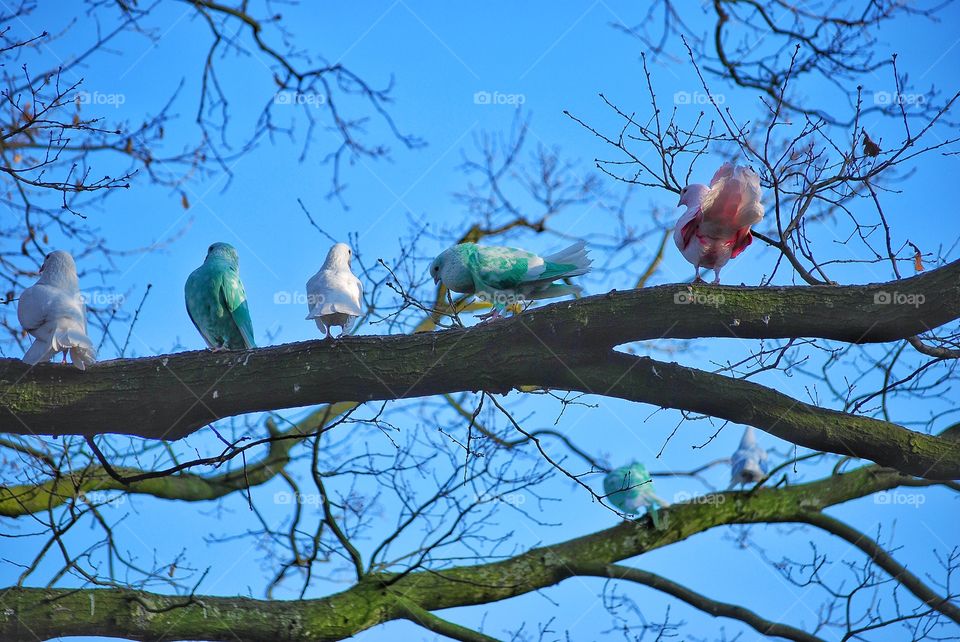 Colored birds on a branch