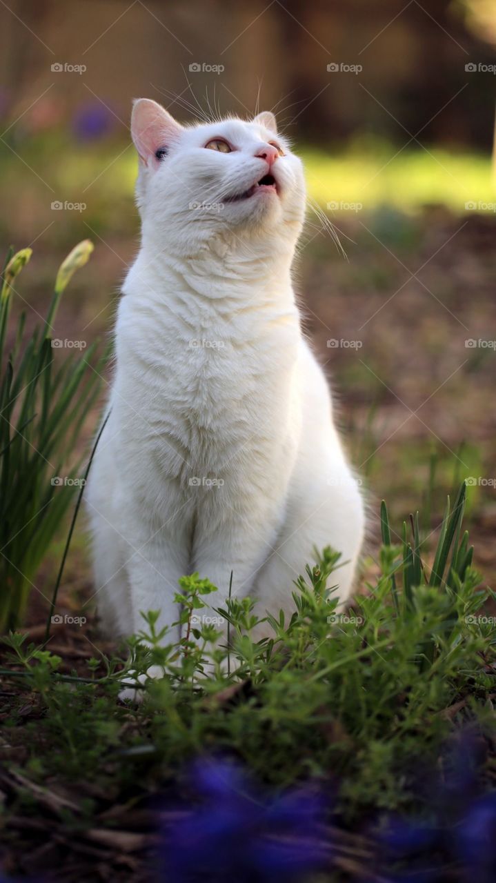 A Beautiful Cat At Grass