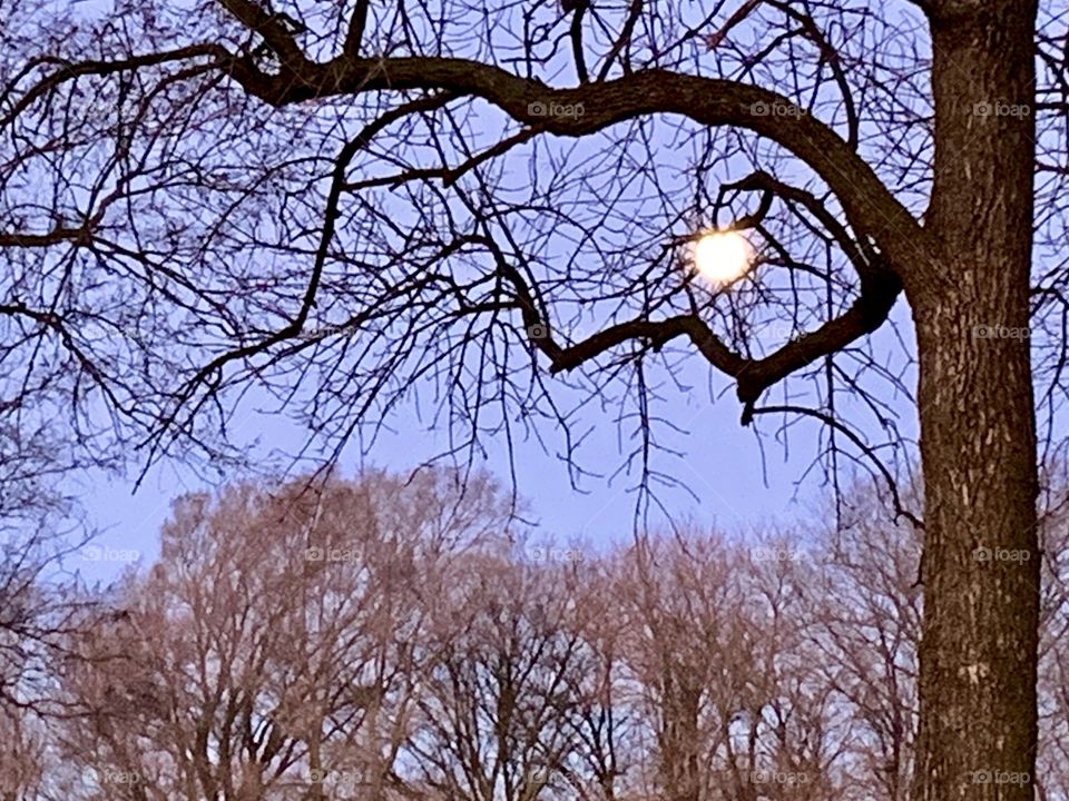 The setting moon framed by the bare branches of a tree against the tops of bare trees in the distance - landscape