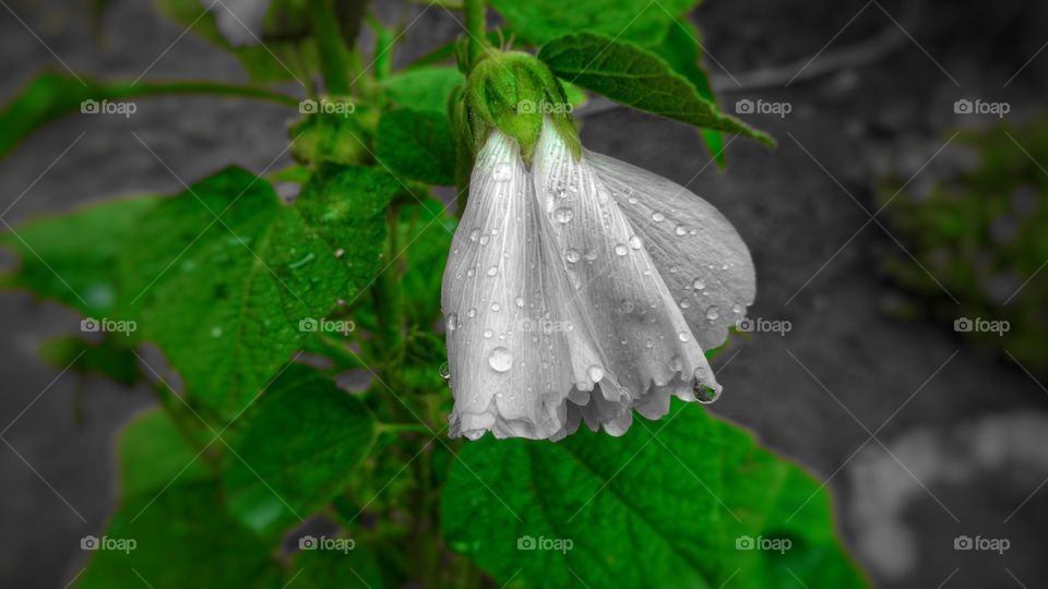 A suavidade das plantas na natureza molhada de chuvas.