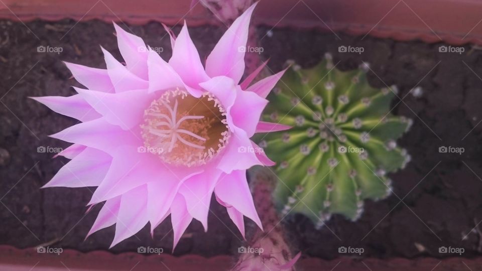 a beautiful flower just came out of this cactus