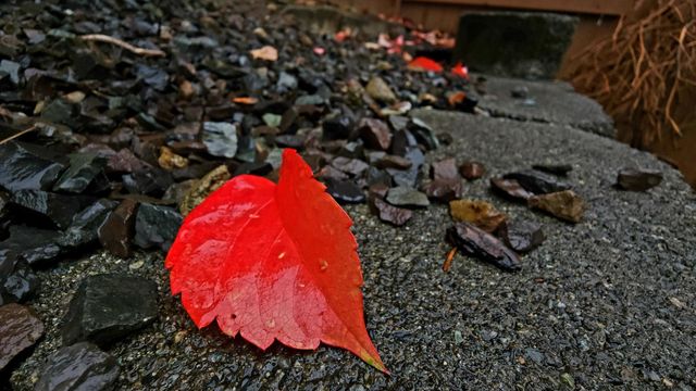 fall colors