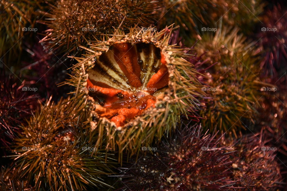 Erizo de mar
Sea urchin