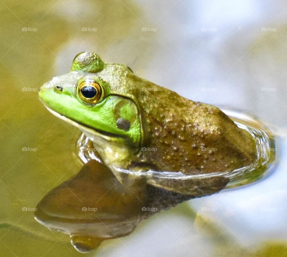 Green frog in the water 