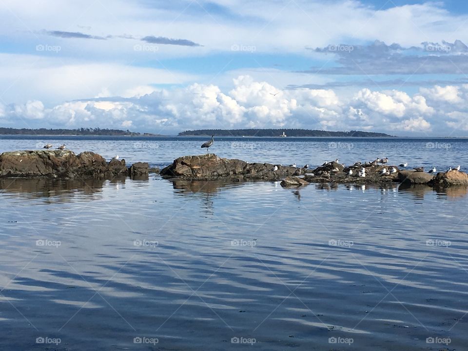 Heron and seagulls sunbathing on a rock 